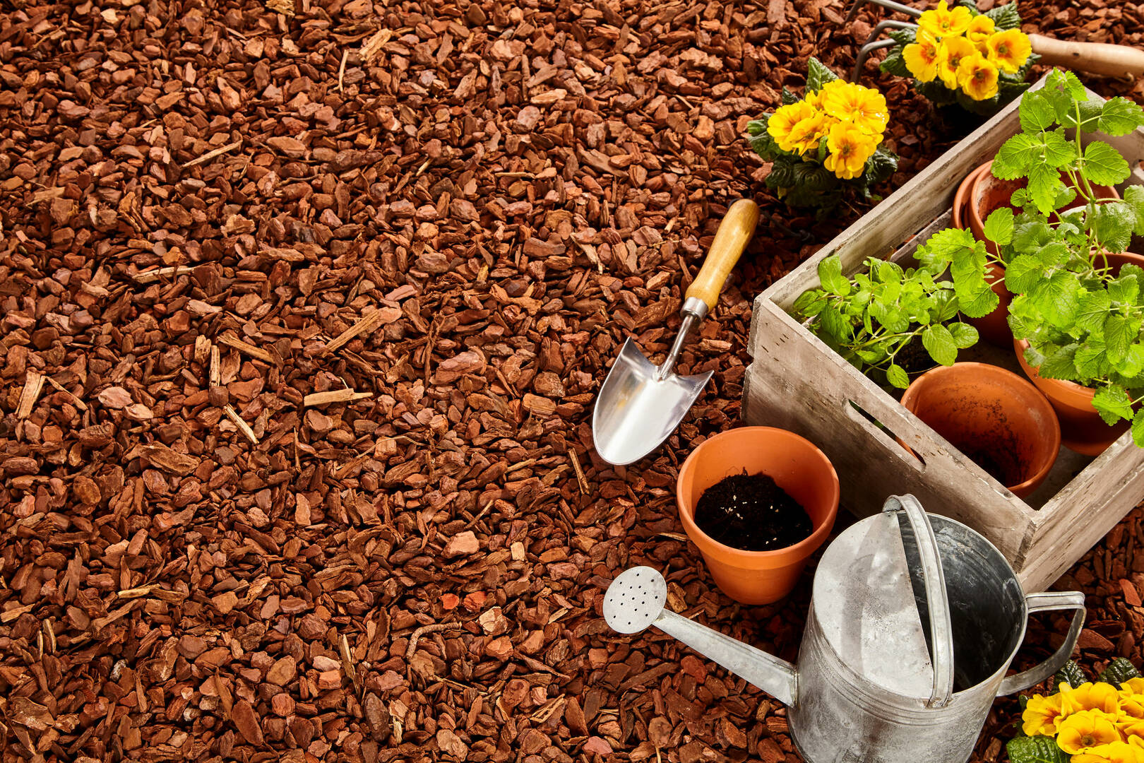 O'Brien Outdoors, Tree Service